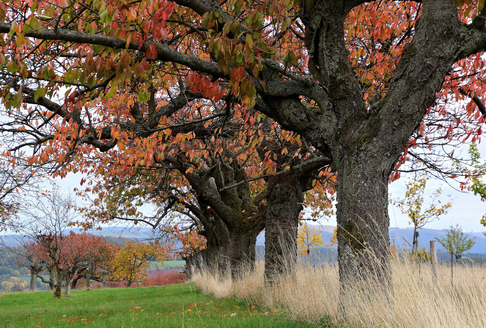 Herbst im Kirschgarten