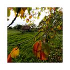 Herbst im Kirschgarten II