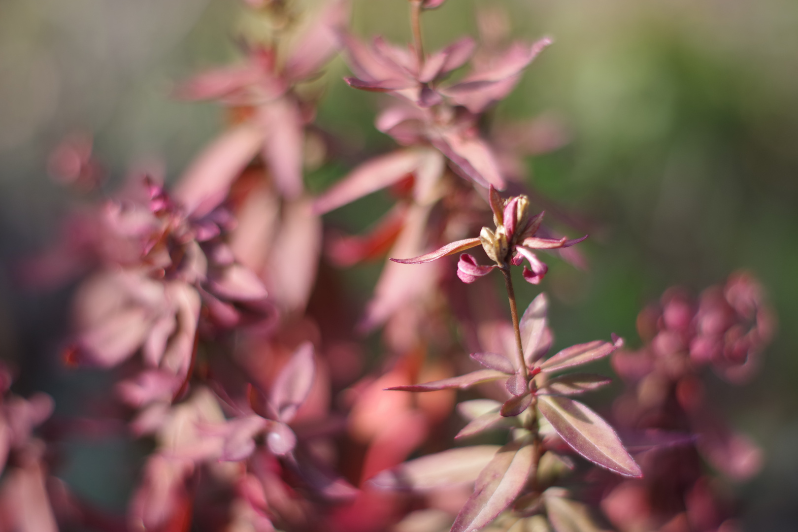 Herbst im Kleingarten