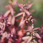 Herbst im Kleingarten