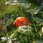 Herbst im Kleingarten