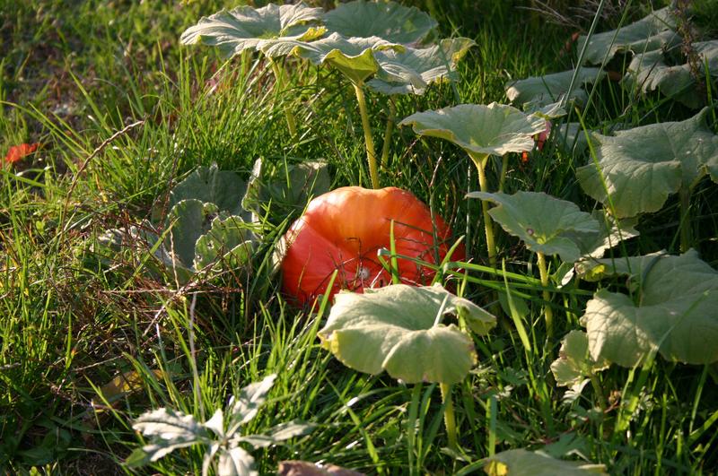 Herbst im Kleingarten