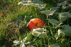 Herbst im Kleingarten