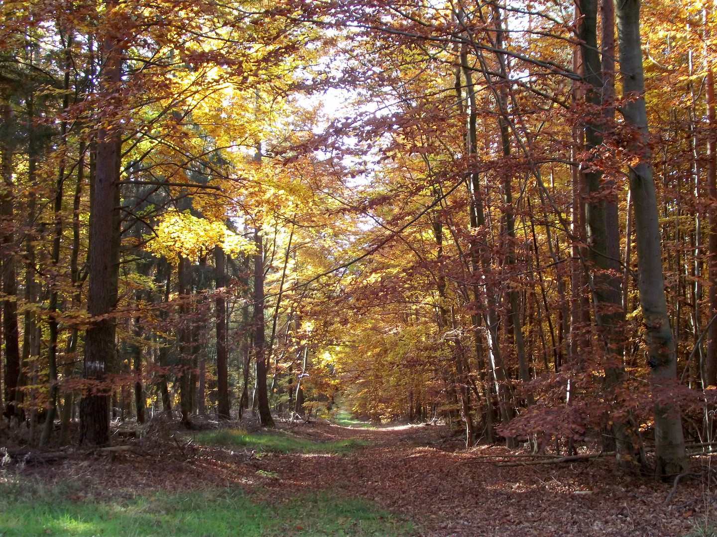 Herbst im Kleinlüderer Wald 2