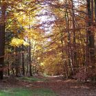 Herbst im Kleinlüderer Wald 2