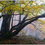 Herbst im Knüllgebirge