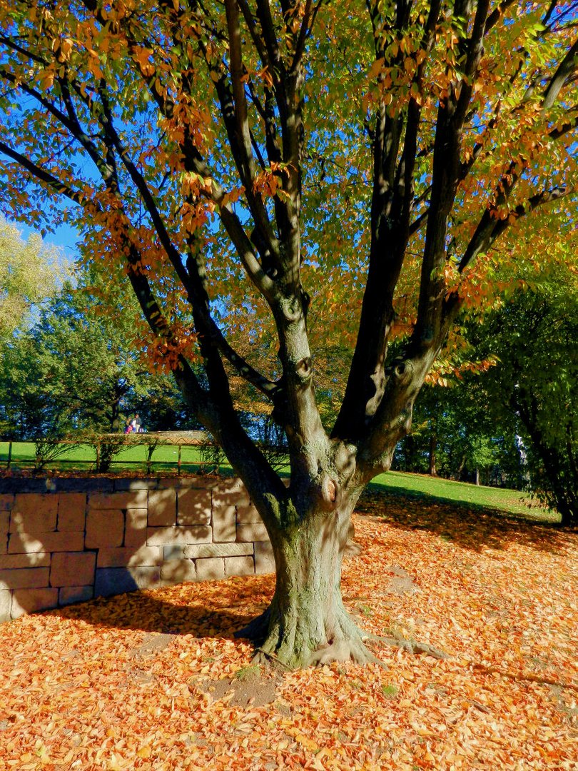 Herbst im Kölner Grüngürtel