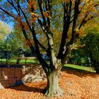 Herbst im Kölner Grüngürtel