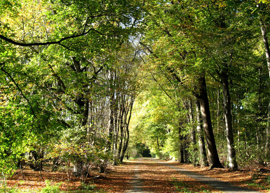 Herbst im Kölner Grüngürtel