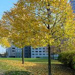 Herbst im Kölner Mediapark 1