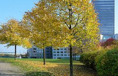 Herbst im Kölner Mediapark 1