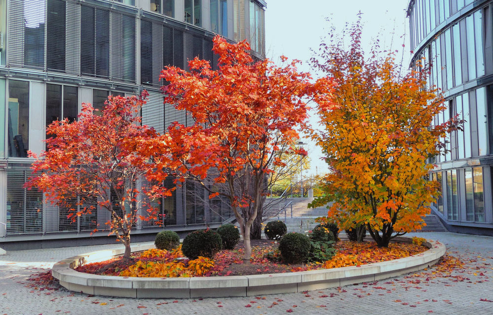 Herbst im Kölner Mediapark 2