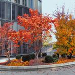 Herbst im Kölner Mediapark 2