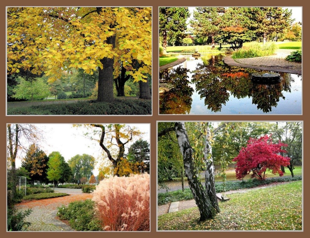 Herbst im Kölner Rheinpark