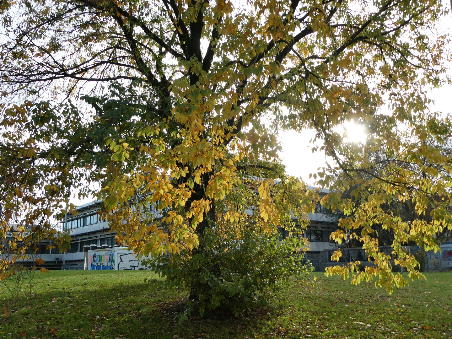 Herbst im Kölner Unigelände