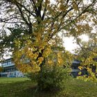 Herbst im Kölner Unigelände