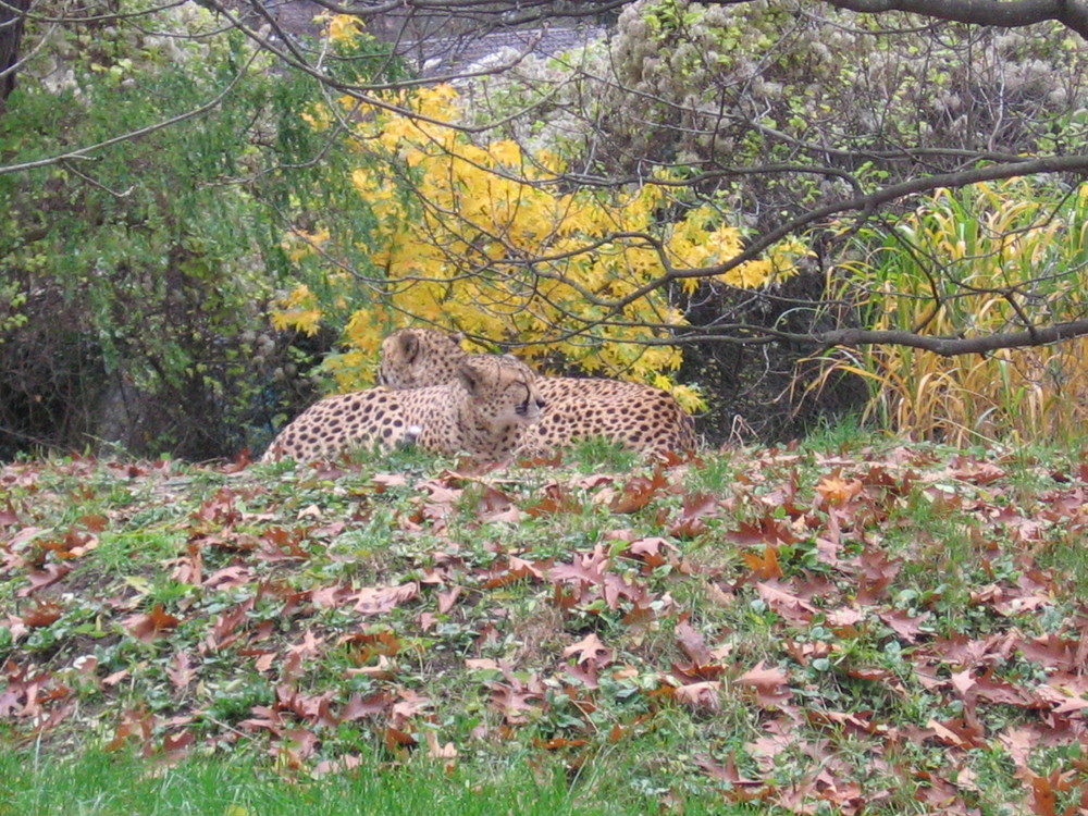 Herbst im Kölner Zoo