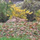 Herbst im Kölner Zoo