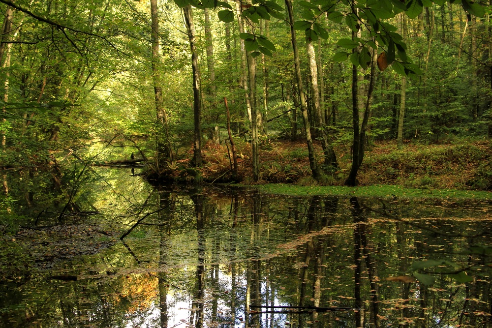 Herbst im Kottenforst