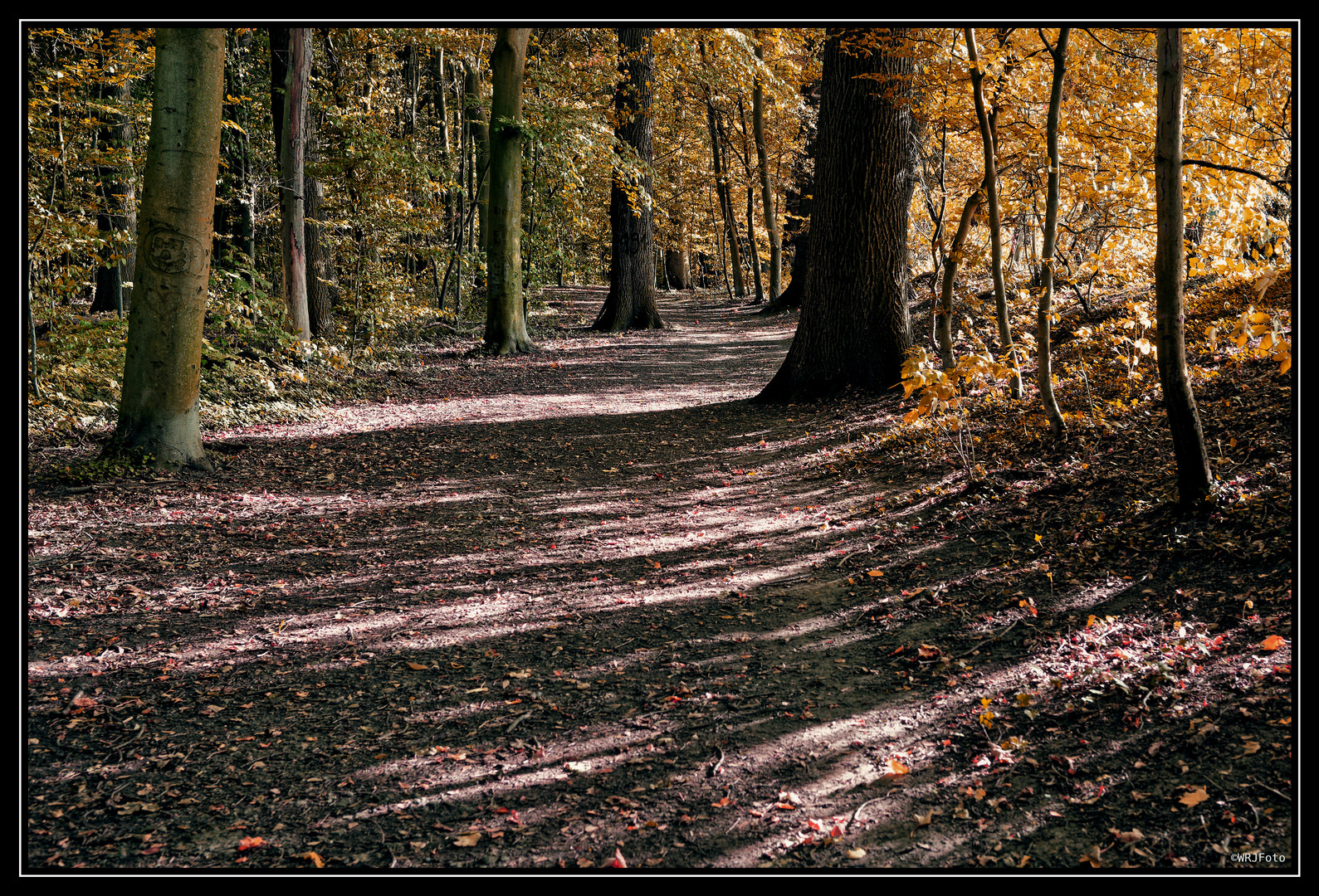 Herbst im Krähenwald