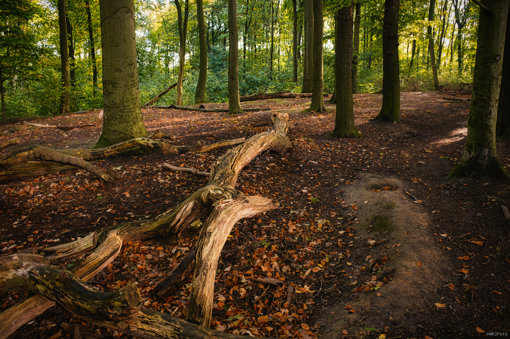 Herbst im Krähenwald