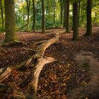 Herbst im Krähenwald