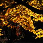 Herbst im Krefelder Zoo