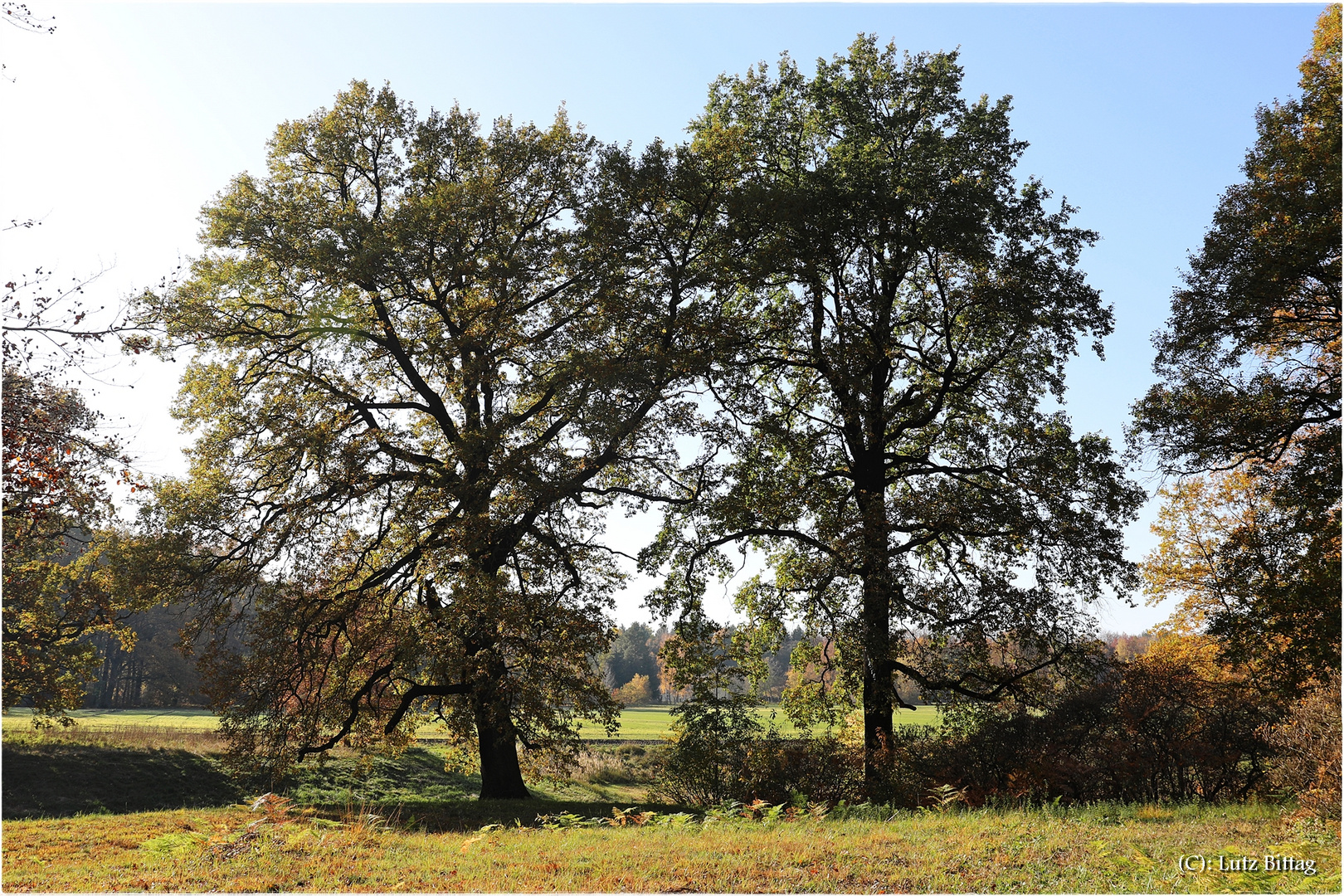 Herbst im Kromlauer Park