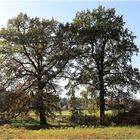 Herbst im Kromlauer Park