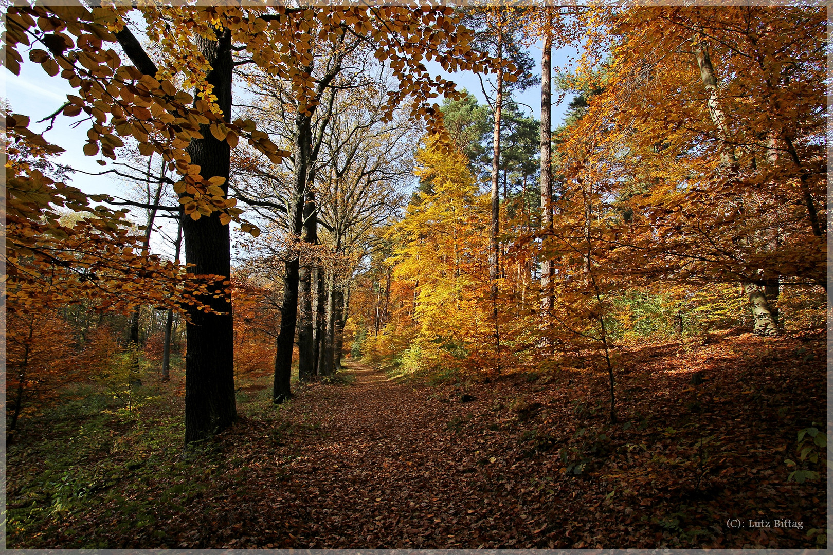 Herbst im Kromlauer Park