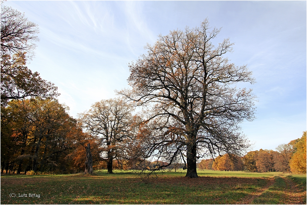 Herbst im Kromlauer Park