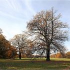 Herbst im Kromlauer Park