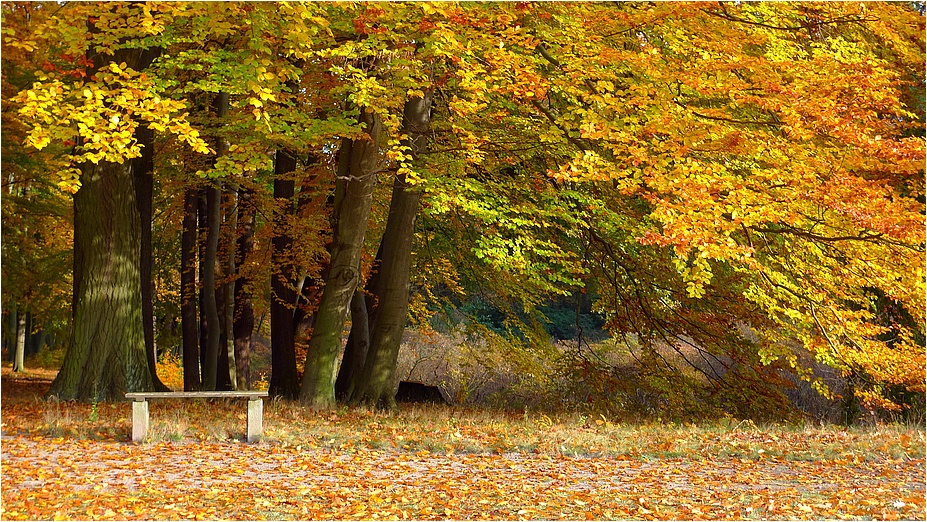 Herbst im Kromlauer Park