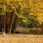 Herbst im Kromlauer Park