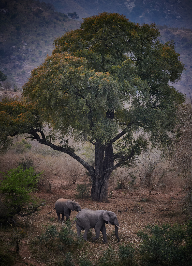 Herbst im Kruger Park