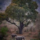 Herbst im Kruger Park