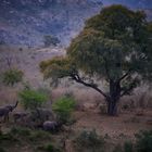 Herbst im Kruger Park II