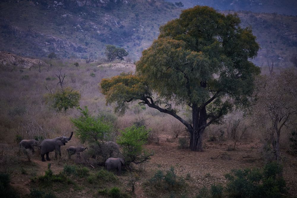 Herbst im Kruger Park II