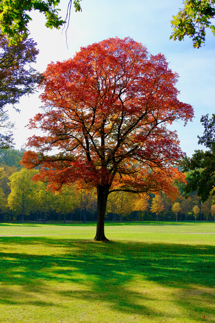 Herbst im Küchwald