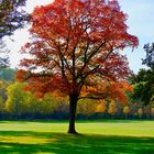 Herbst im Küchwald