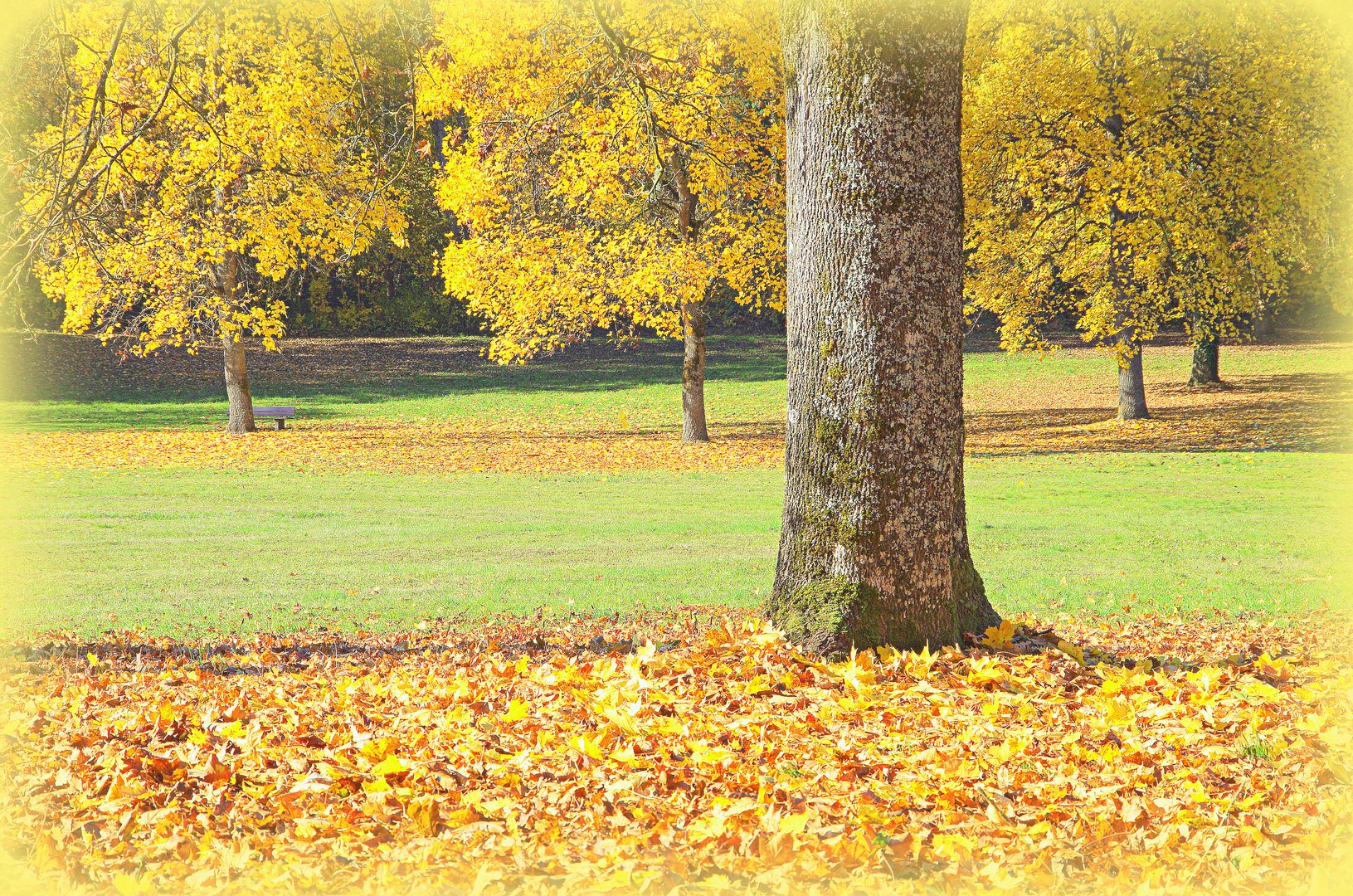 herbst im kurpark bad niedernau