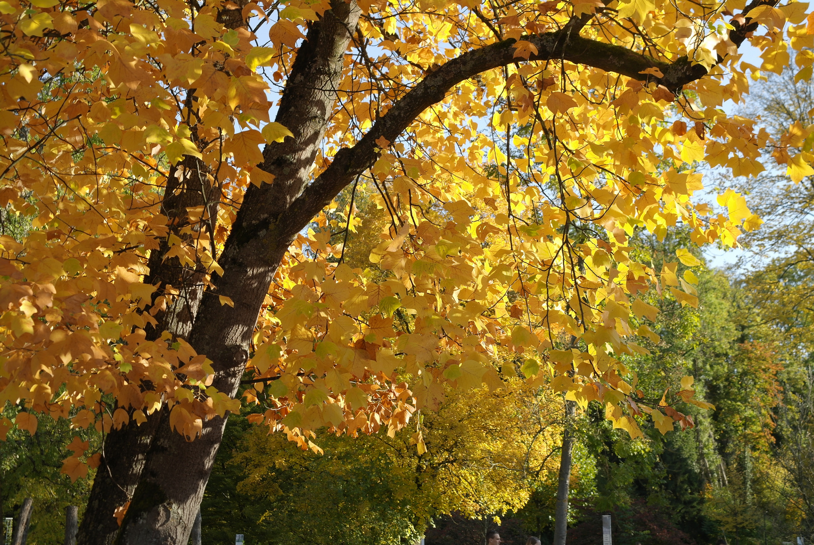 Herbst im Kurpark von Bad Bellingen - Marrkgräflerland