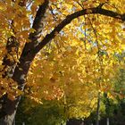 Herbst im Kurpark von Bad Bellingen - Marrkgräflerland