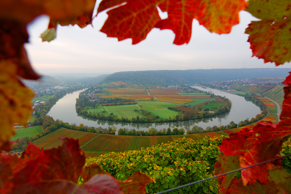 Herbst im Ländle - Neckarschleife in Mundelsheim