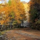 Herbst im Lärchenwald