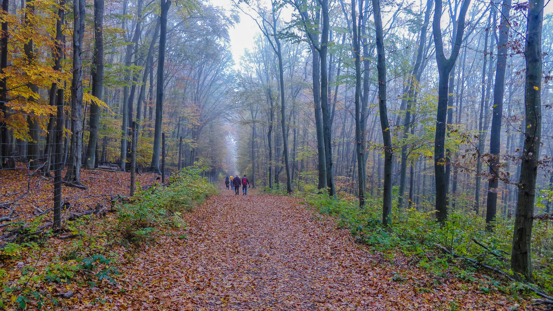 Herbst im Lainzer Tiergarten