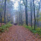 Herbst im Lainzer Tiergarten