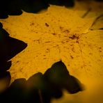 Herbst im Lappwald