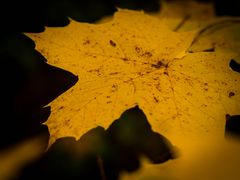 Herbst im Lappwald