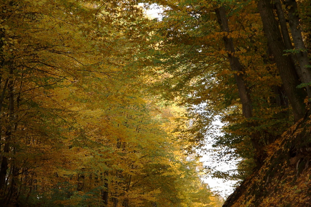 Herbst im Laubwald 1